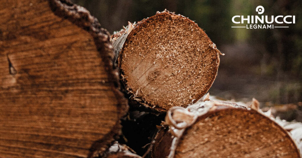 struttura di un tronco in legno