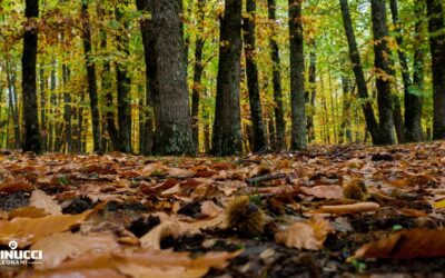 È Veramente Castagno? Metodi di Riconoscimento per una Fornitura Sicura.